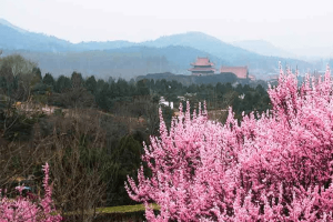 菊花网李先生对华龙皇家陵园的评价图片